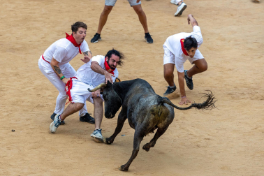 Vaquillas tras el tercer encierro.