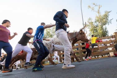 Imágenes del segundo encierro de las fiestas de Tudela 2023