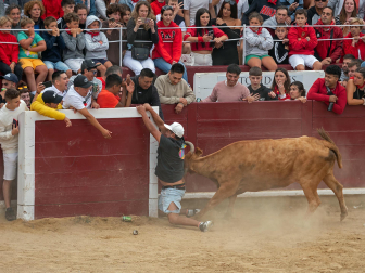 Imagen de las vaquillas en las fiestas de Estella./
