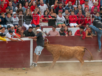 Imagen de las vaquillas en las fiestas de Estella./