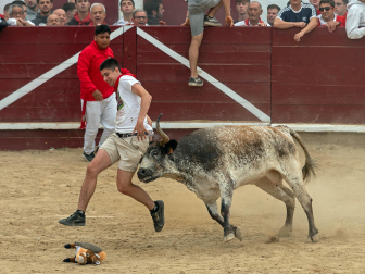 Imagen de las vaquillas en las fiestas de Estella./