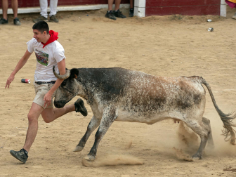 Imagen de las vaquillas en las fiestas de Estella./