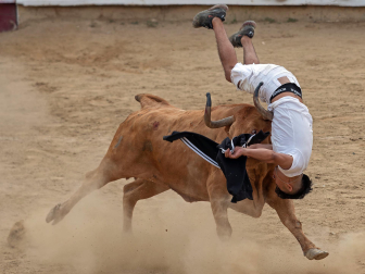 Imagen de las vaquillas en las fiestas de Estella./