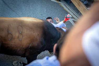 Secuencia del corneado en el primer encierro de las fiestas de Tafalla