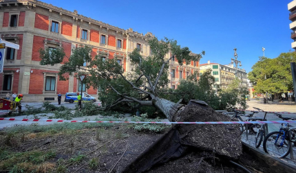 Árbol caído en el paseo de Sarasate