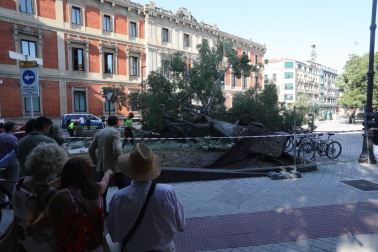 Árbol caído en el paseo de Sarasate.