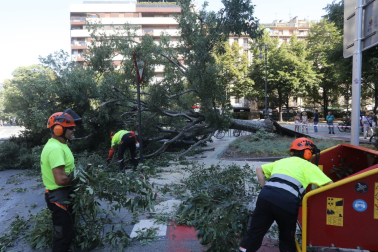 Árbol caído en el paseo de Sarasate.