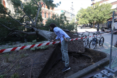 Árbol caído en el paseo de Sarasate.