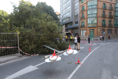 Árbol caído en el paseo de Sarasate.