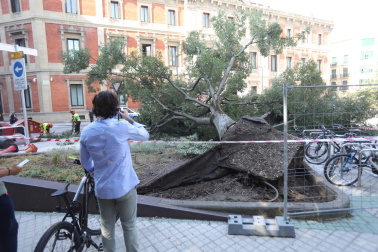 Árbol caído en el paseo de Sarasate.
