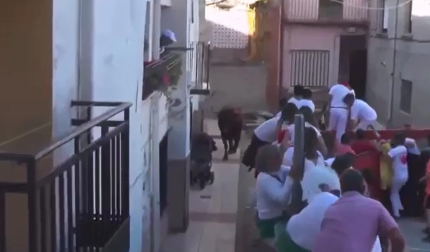 Susto durante la suelta de un toro en fiestas de Marcilla