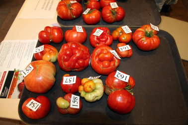 Fotos del Concurso de Tomate Feo de Tudela 2023.