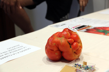 Fotos del Concurso de Tomate Feo de Tudela 2023.