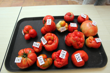 Fotos del Concurso de Tomate Feo de Tudela 2023.