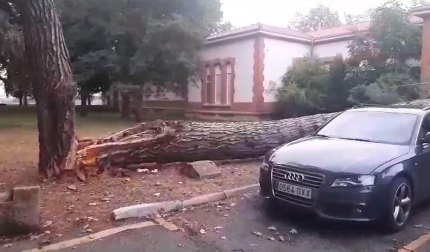 Vídeo de un pino derribado por la DANA en el HUN