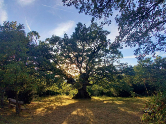 Roble de Echagüe. Valdorba