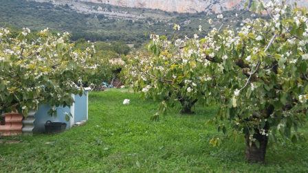 Cerezos en flor en Ciriza a finales de septiembre