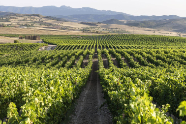 Viñedos de Bodegas Marco Real en la Sonsierra Navarra