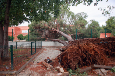 Imagen de los daños de la borrasca Bernard en Andalucía