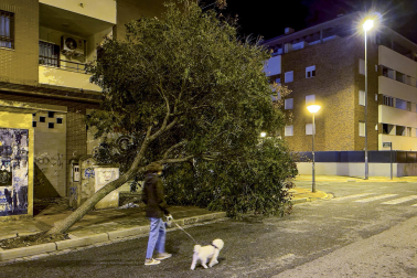 Imagen de los daños de la borrasca Bernard en Andalucía