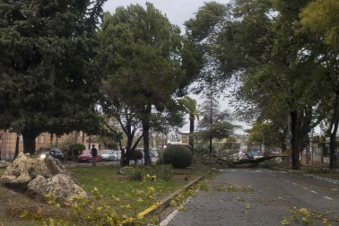 Imagen de los daños de la borrasca Bernard en Andalucía