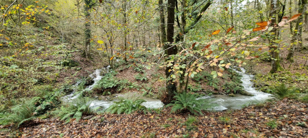 Torrenteras en Bértiz.