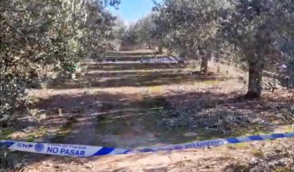 Vídeo del olivar de Tudela en el que ha aparecido un cuerpo sin vida