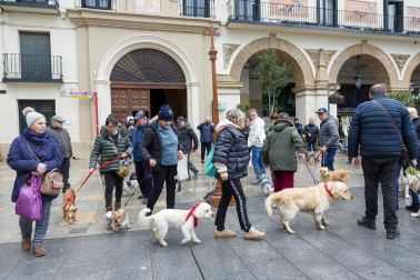 Celebración de la festividad de San Antón en Tudela.