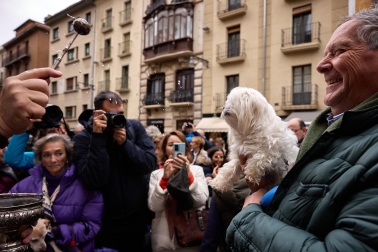 Bendición de animales por San Antón en la iglesia de San Nicolás de Pamplona.