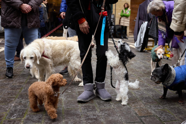 Bendición de animales por San Antón en la iglesia de San Nicolás de Pamplona.