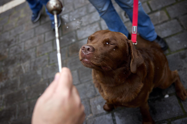 Bendición de animales por San Antón en la iglesia de San Nicolás de Pamplona.
