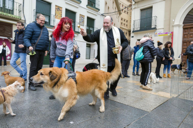 Celebración de la festividad de San Antón en Tudela.