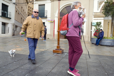 Celebración de la festividad de San Antón en Tudela.