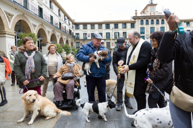 Celebración de la festividad de San Antón en Tudela.