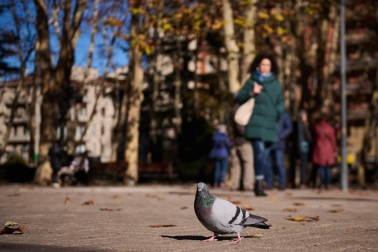 Una paloma en la plaza de la Cruz