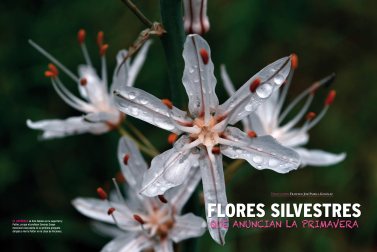 Portada del reportaje 'Flores silvestres que anuncian la primavera' de 'Conocer Navarra'