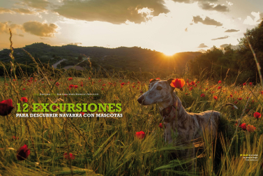 Portada del reportaje '12 Excursiones para descubrir Navarra con mascotas' de 'Conocer Navarra'