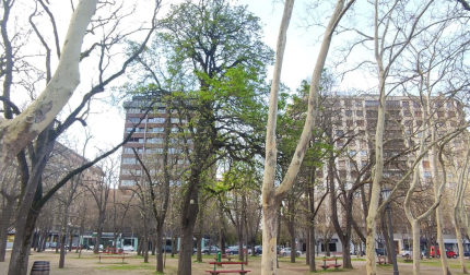 El 'Árbol de San José', en El Bosquecillo, el primero en florecer