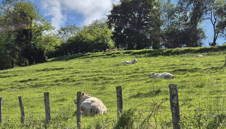 Vacas en Elizondo guardando las distancias.