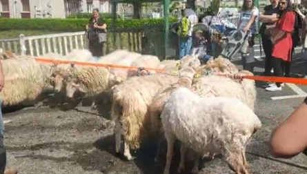 Vídeo de la Feria de primavera Santesteban
