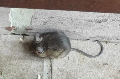 Un ratón, en una calle de Lantz