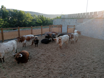 Los toros de la Palmosilla, ajenos a la expectación, esperan en los corrales