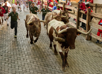 Paso de la manada de La Palmosilla por el callejón durante el primer encierro de los Sanfermines 2024