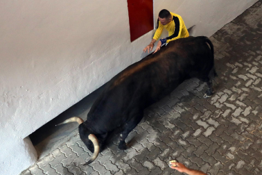 Tensión en el callejón a la plaza de toros durante el encierro de La Palmosilla