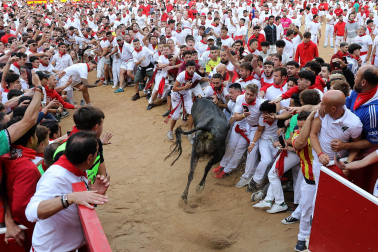 Vaquillas en la plaza de toros de Pamplona tras el segundo encierro de San Fermín 2024. |