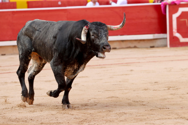 Fotos de la corrida de la ganadería de Miura