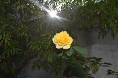 Como una rosa.