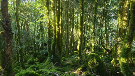 Bosque en Espinal. /
