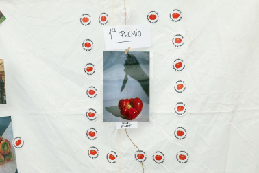 Fotos de la fiesta del tomate feo en Tudela.