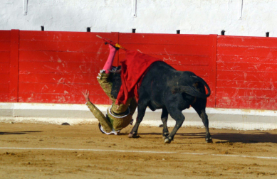 Fotos de la novillada y la cornada a Miguel Serrano en Peralta. /